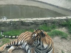 -横道河子东北虎林园
