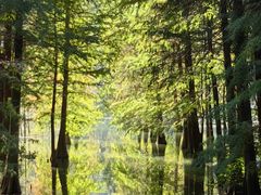 -广场正宗原汁薏米店