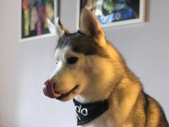 -Husky Go! 哈士奇体验馆·宠物咖啡厅狗咖