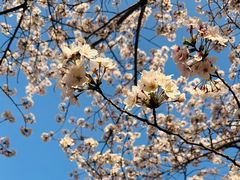 -高东镇樱花园