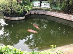 -深圳野生动物园