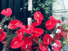 -上海鲜花港