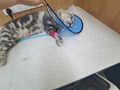 -联合动物医院(光谷诊疗中心)