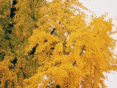 -宝通禅寺