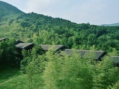 -大唐贡茶院