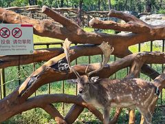 -秦皇岛野生动物园