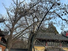 -灵谷景区