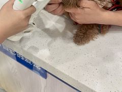 -芭比堂动物医院·24小时·眼科中心(深圳中心)