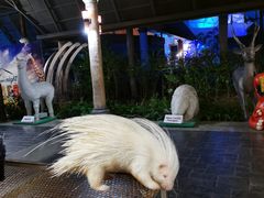 -清迈夜间动物园