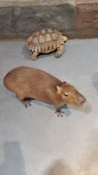 -Zoolung Zoolung动物主题公园(海信广场店)