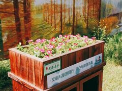 -黄海国家森林公园