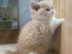 -屋虎猫馆(宝安大仟里店)