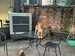 -柴犬高等学院·狗咖·柴犬售卖·宠物训练