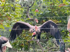 -西霞口神雕山野生动物世界