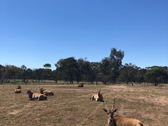 -威勒比开放式动物园