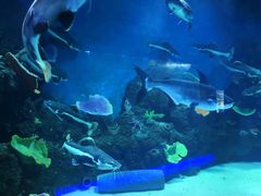 -石家庄海洋公园