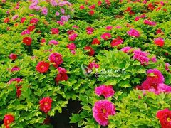 -洛阳市隋唐城遗址植物园