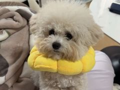 -乐琪宠物医院·犬猫专科·骨外科·急重症