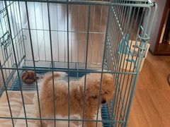 -萌宠之家·腊肠犬·马尔泰·小体犬舍