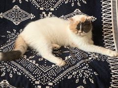 -平行世界·猫咖(首经贸店)