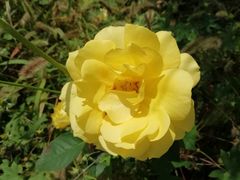 -黄金寨原生态旅游区