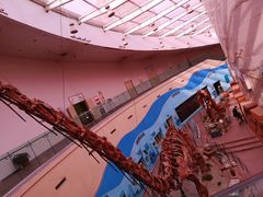 -陕西自然博物馆