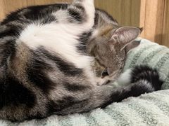 -MOCHA明星猫咖(田子坊店)