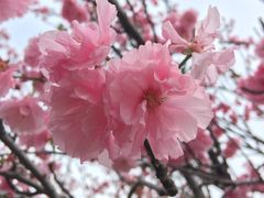 -天适樱花悠乐园