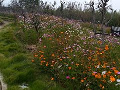 -武汉紫薇都市田园