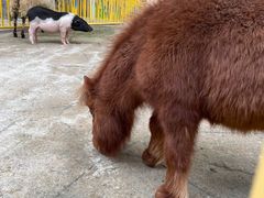 -海合安成都极地海洋公园