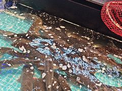-山河屯铁锅炖鲜鹅·东北菜(开发区一店)