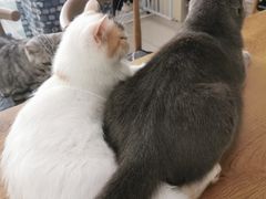 -平行世界·猫咖(首经贸店)