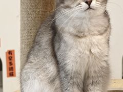 -楼上猫咖(罗湖店)