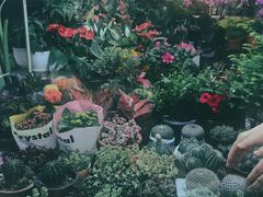 -万商花鸟市场
