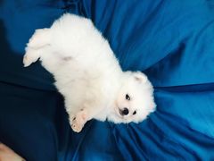 -汪星球宠物生活馆