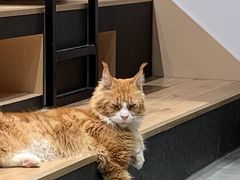 -瞄一喵猫咖(格力海岸店)