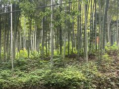 -东明山森林公园