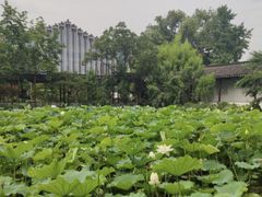 -上海醉白池公园