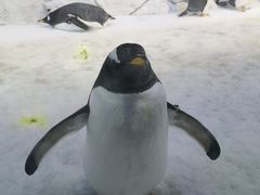 -芜湖新华联大白鲸海洋公园