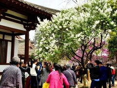 -西安青龙寺遗址景区