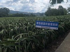 -西双版纳傣族园