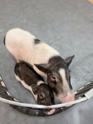 -Moni星球萌宠·小马宝莉·灵蛇·高端高阶全萌宠互动体验俱乐部(红豆国际广场店)