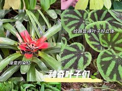 -中国科学院华南植物园