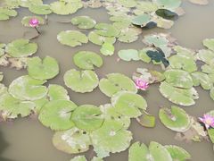 -大湾区中央湿地公园