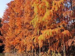 -上海海湾国家森林公园
