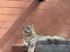 -青藏高原野生动物园