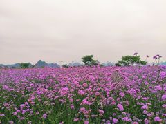 -会仙湿地