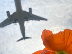 -空港花田景区