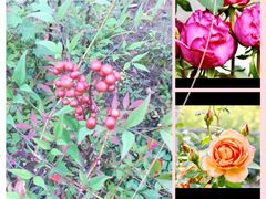 -前小桔亲子创意农场·草莓采摘·露营烧烤