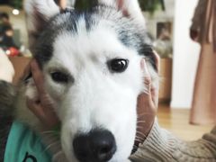 -Husky Go! 哈士奇体验馆·宠物咖啡厅狗咖